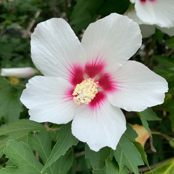 Meet your Posher, Jessie - Picture 1 of 1